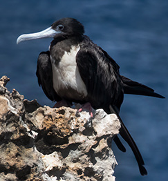 Magnificent Frigatebird