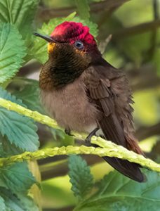 Ruby-topaz Hummingbird