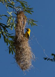 Yellow-Oriole