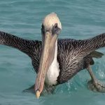 Brown Pelican