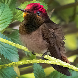 Robijn-topaas kolibrie