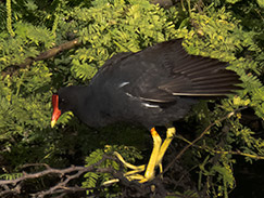 Common Gallinule