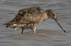 Hudsonian Godwit