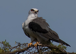 White-tailed Kite.