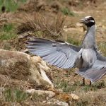 A yellow-crowned Night Heron on Bonaire cools itself by spreading its wings to dissipate heat.