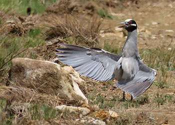 Thermoregulatie bij vogels – hoe vogels koel blijven