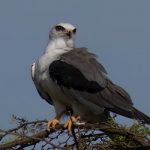 White-tailed Kite.