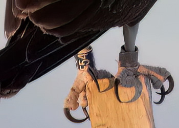 Een dag uit het leven van de visarend F54