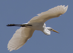 A Great Egret in flight.