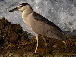 Black-crowned Night Heron