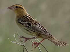 Bobolink