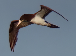 Brown Booby