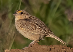 Grasshopper Sparrow