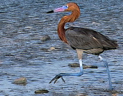 Reddish Egret