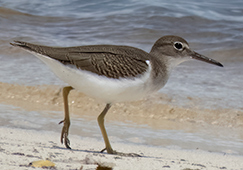 Spotted Sandpiper