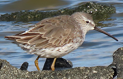 Stilt Sandpiper