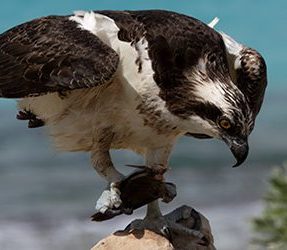 Bonaire Raptor Identification - Bonaire Bird Tours