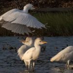 Cattle Egret on Bonaire.