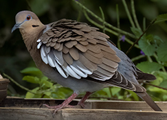 White-winged Dove
