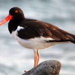American Oystercatcher