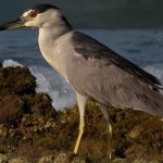 A Black-crowned Night Heron forages along a Bonaire shoreline.