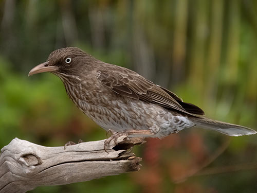Pearly-eyed Thrasher Pearly-eyed Thrasher