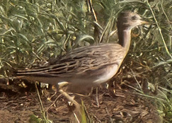 Upland Sandpiper