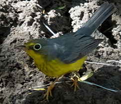Canada Warbler