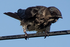 Purple Martin