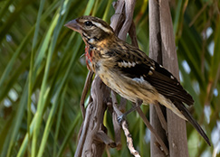 Rose-breasted Grosbeak