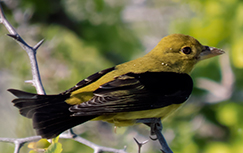 Scarlet Tanager