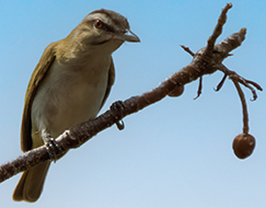 Black-whiskered Vireo