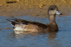 American Wigeon