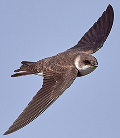 Bank Swallow (Sand Martin)