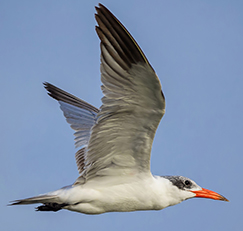 Caspian Tern