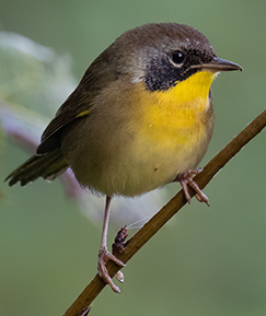 Common Yellowthroat