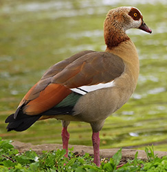 Egyptian Goose