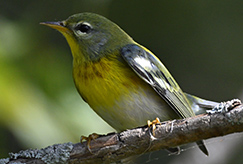Northern Parula