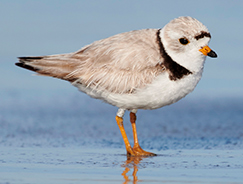 Piping Plover