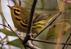 Prairie Warbler