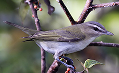 Red-eyed Vireo