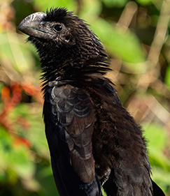 Smooth-billed Ani