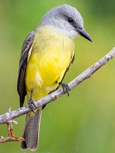 Tropical Kingbird