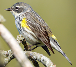 Yellow-rumped Warbler