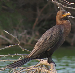 Neotropic Cormorant on Bonaire.