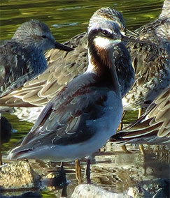 Wilson's Phalarope on Bonaire.