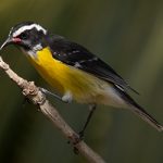 A Bananaquit on Bonaire.
