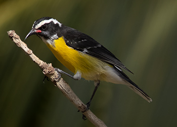 Passief vogels kijken op Bonaire