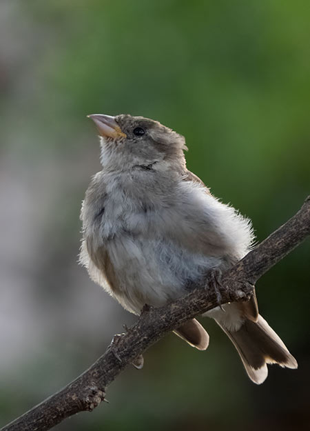 A fledgling House Sparrow at sunrise.