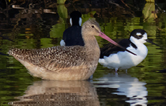 Marbled Godwit